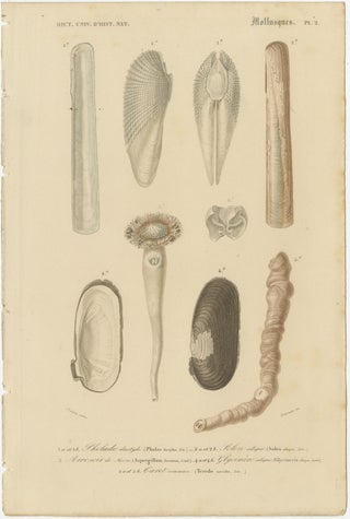 Aquatic Elegance: Molluscan Diversity Illustrated and Hand-Colored in 1849, view 4