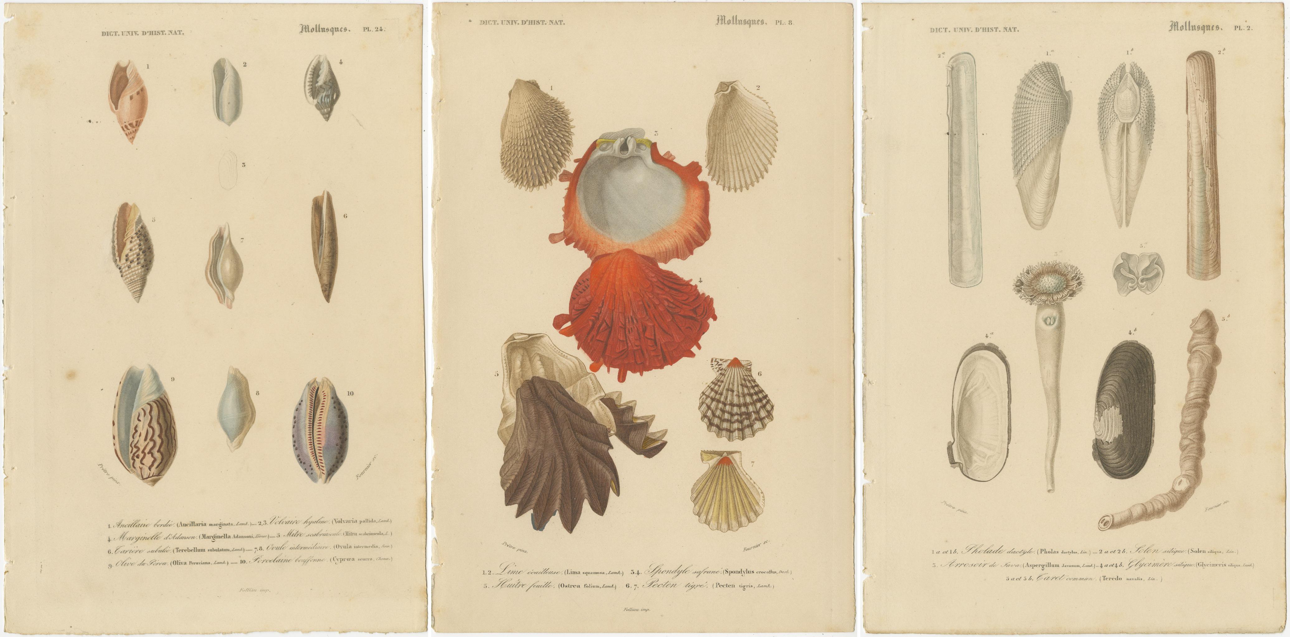 Paper Aquatic Elegance: Molluscan Diversity Illustrated and Hand-Colored in 1849 For Sale