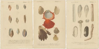 Aquatic Elegance: Molluscan Diversity Illustrated and Hand-Colored in 1849, view 5