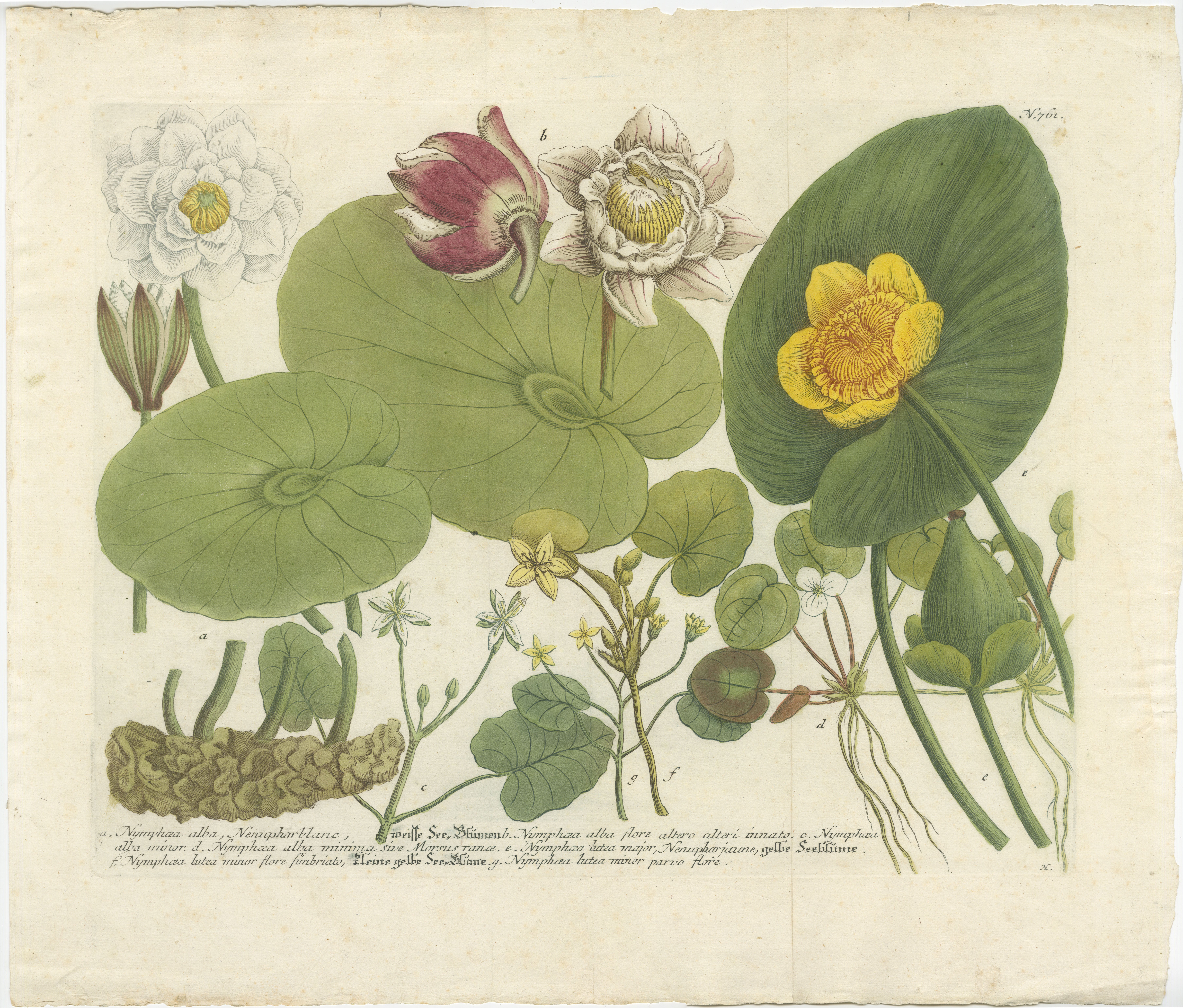 Cette image est une gravure ancienne colorée tirée d'une œuvre botanique de J.W. Weinmann, intitulé 