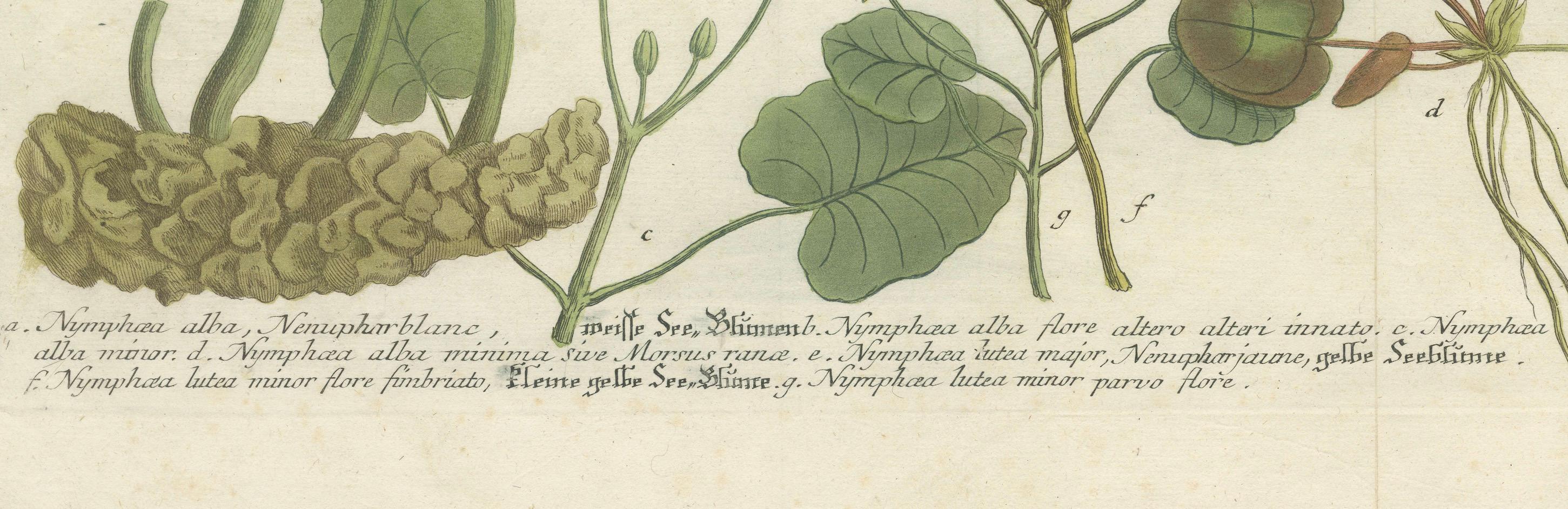 Gravé Elegance aquatique : Les nénuphars et les plantes d'étang dans les gravures du XVIIIe siècle, 1748 en vente