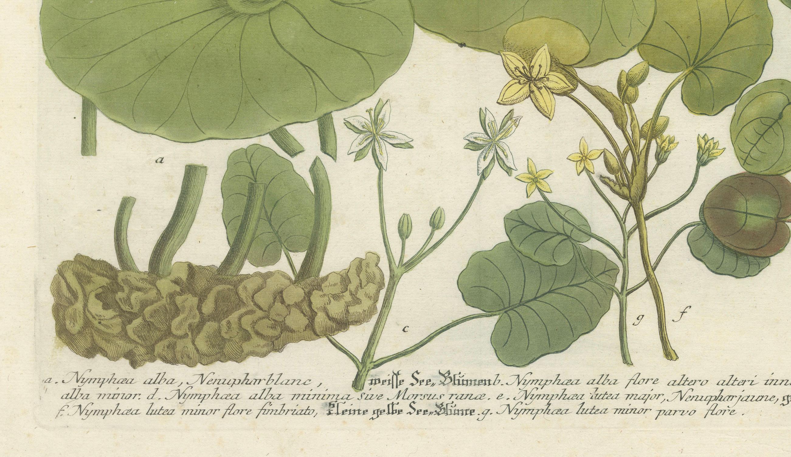 Engraved Aquatic Elegance: Water Lilies and Pond Plants in 18th Century Engraving, 1748 For Sale