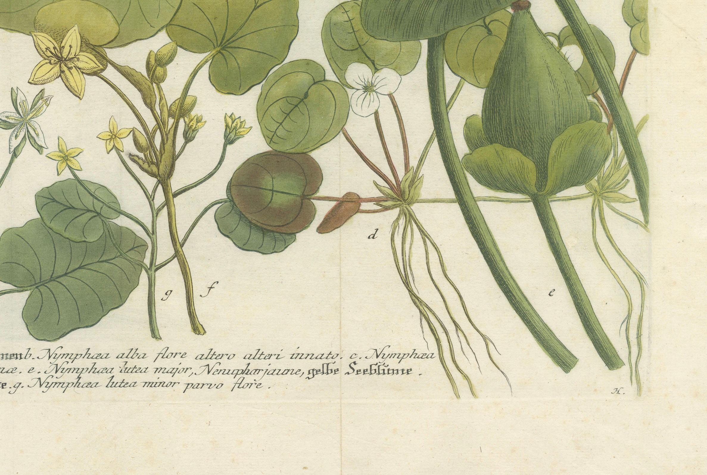 Milieu du XVIIIe siècle Elegance aquatique : Les nénuphars et les plantes d'étang dans les gravures du XVIIIe siècle, 1748 en vente