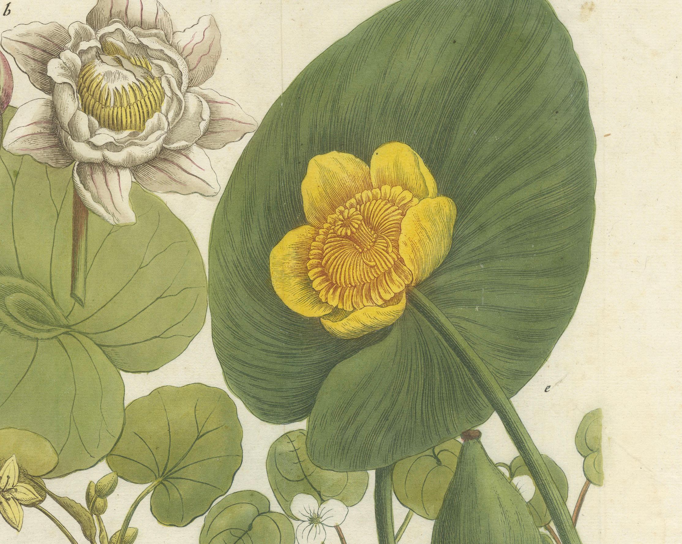 Papier Elegance aquatique : Les nénuphars et les plantes d'étang dans les gravures du XVIIIe siècle, 1748 en vente