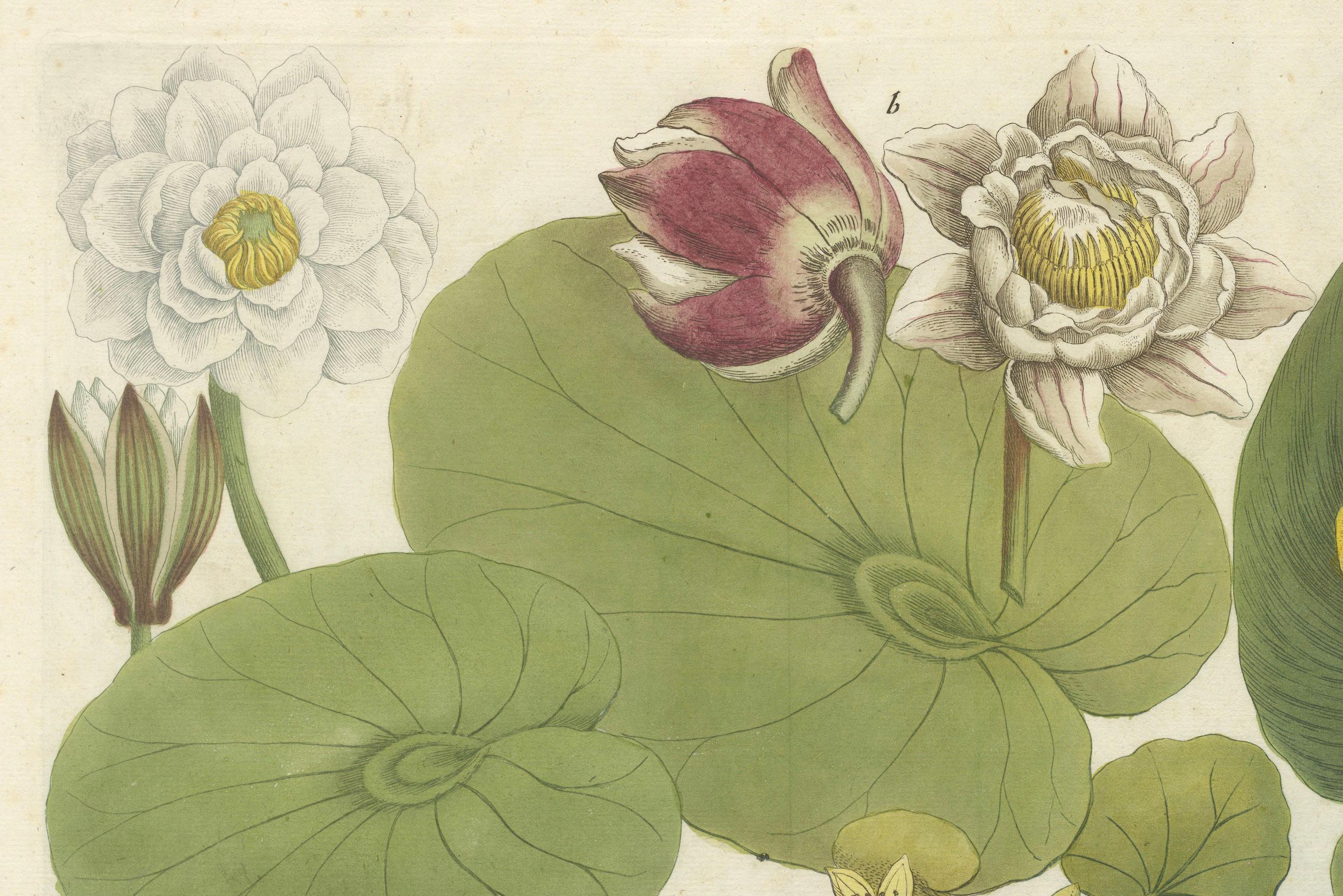Elegance aquatique : Les nénuphars et les plantes d'étang dans les gravures du XVIIIe siècle, 1748 en vente 1