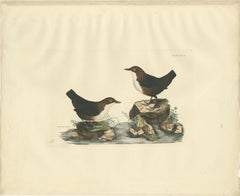Aquatic Songbirds named Dippers Engraved by Selby and Hand-Colored, 1826