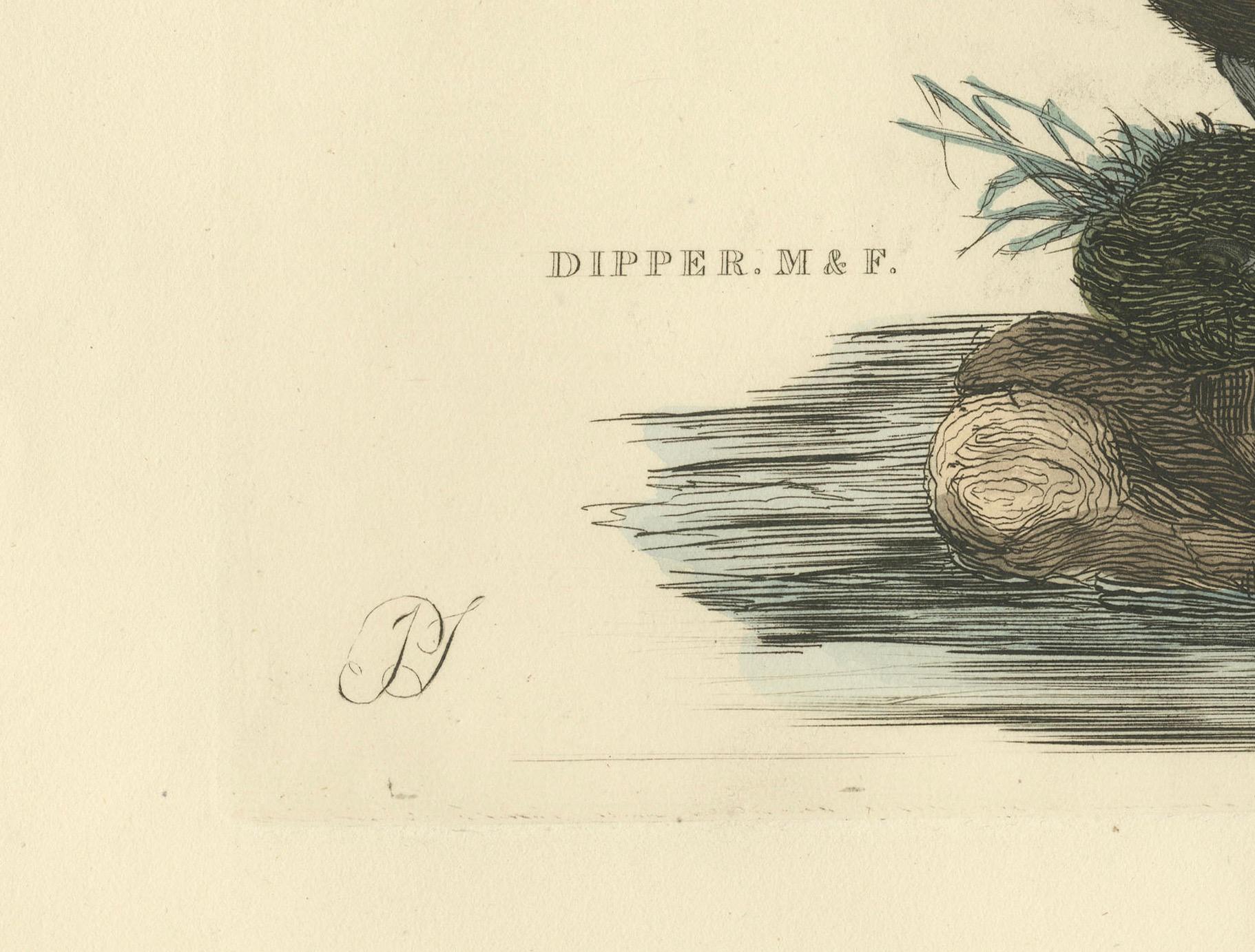 Aquatic Songbirds named Dippers Engraved by Selby and Hand-Colored, 1826 In Good Condition For Sale In Langweer, NL