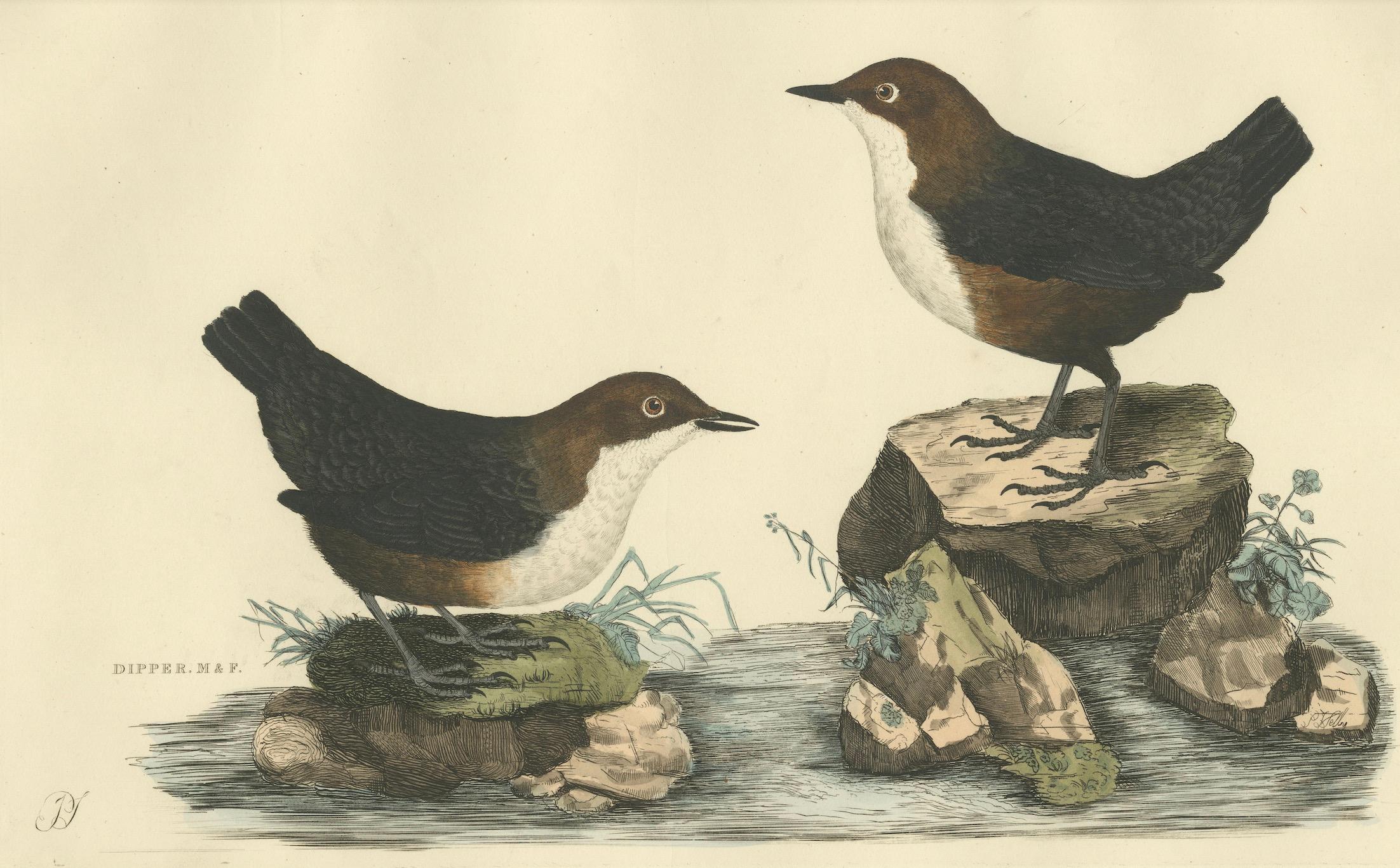 Early 19th Century Aquatic Songbirds named Dippers Engraved by Selby and Hand-Colored, 1826 For Sale