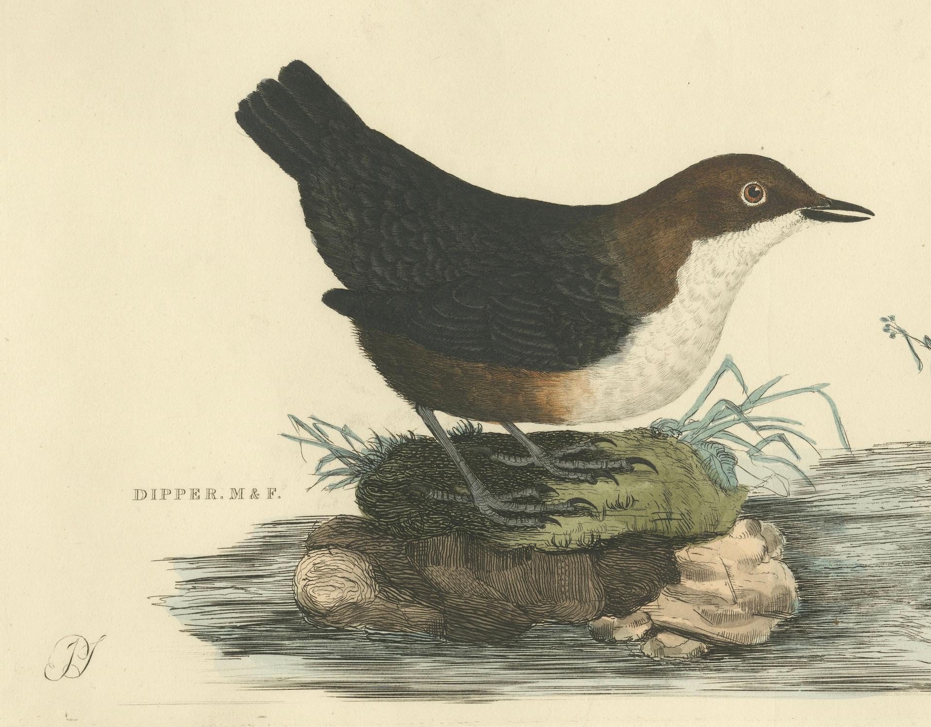 Paper Aquatic Songbirds named Dippers Engraved by Selby and Hand-Colored, 1826 For Sale