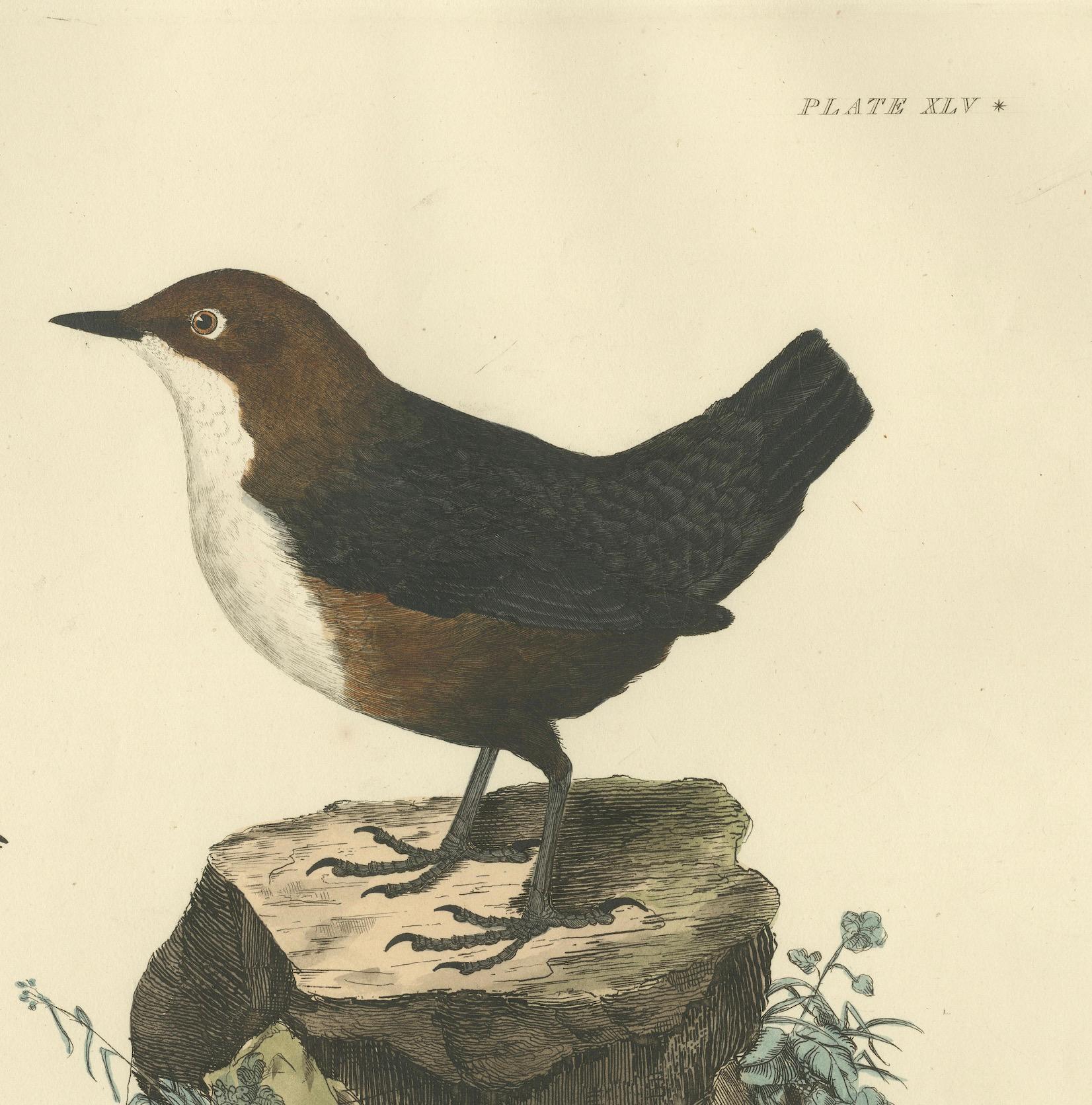 Aquatic Songbirds named Dippers Engraved by Selby and Hand-Colored, 1826 For Sale 1