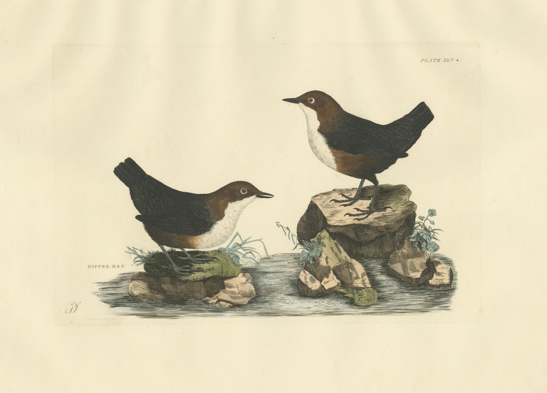 Aquatic Songbirds named Dippers Engraved by Selby and Hand Colored