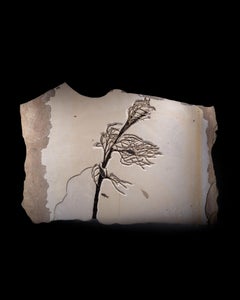 Aquatic Still Life Fossil of a Palm Flower and Fish