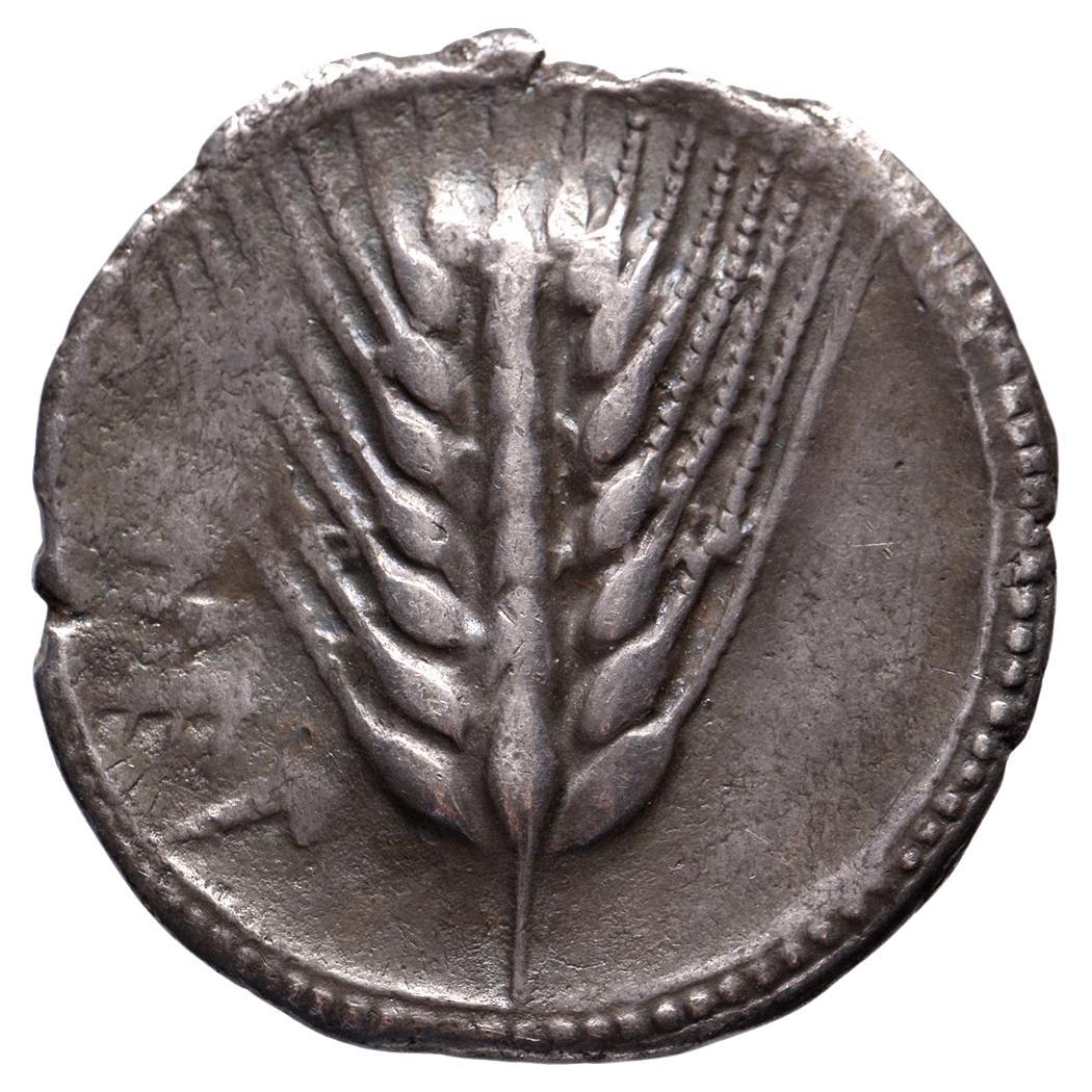 AR Stater Lucania, Metapontum For Sale