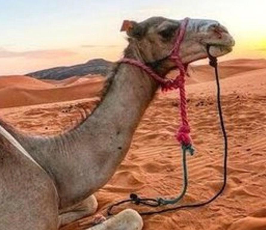 XX secolo Cammello del deserto arabo Oman Reins Folk Art 1960s in vendita