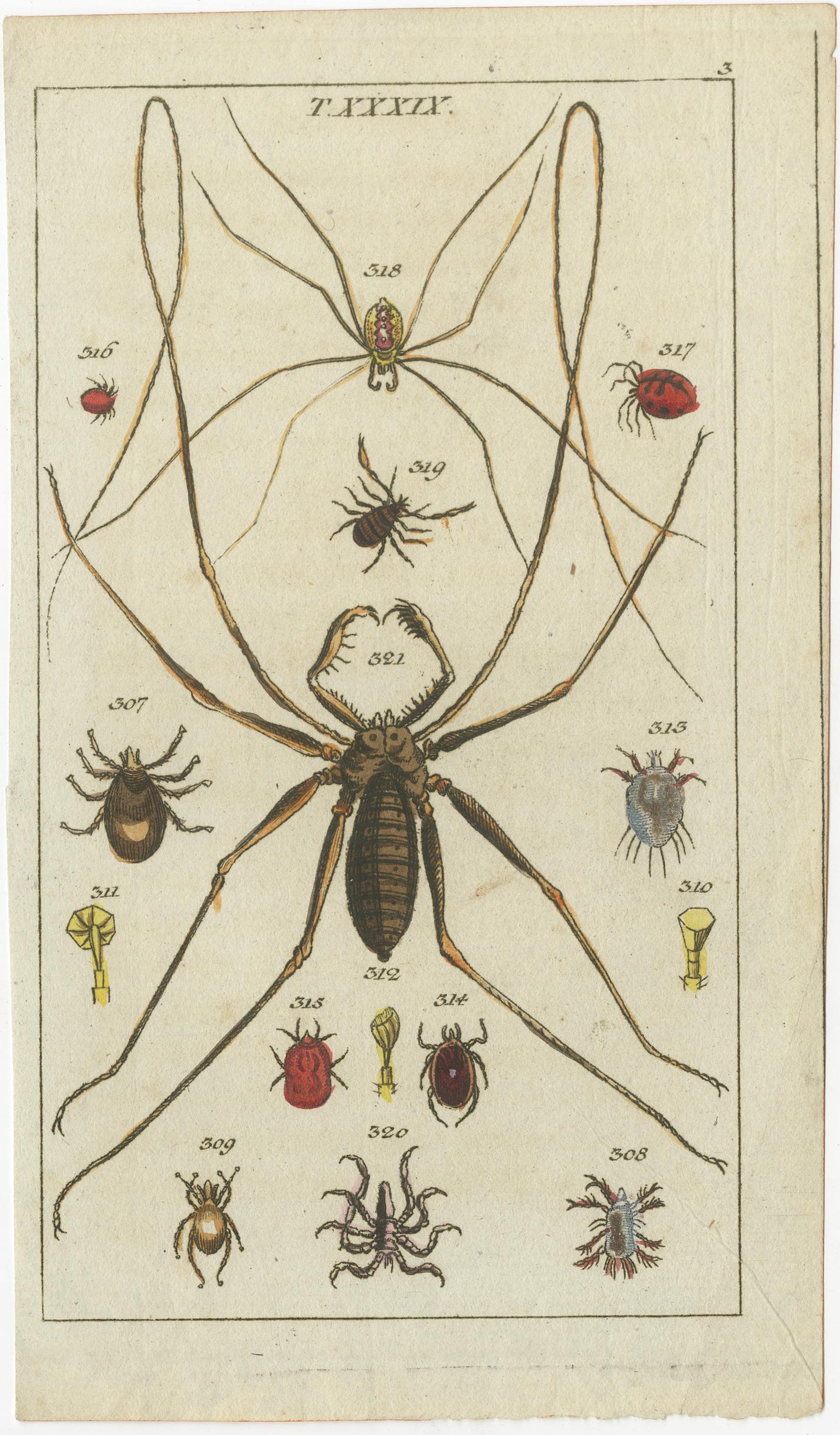 Rare stampe antiche di Nature: Aracnidi e insetti con dettagli mozzafiato  

Questo set di tre piccole incisioni antiche originali del 1832 mostra l'affascinante mondo degli aracnidi e degli insetti, offrendo un notevole mix di precisione