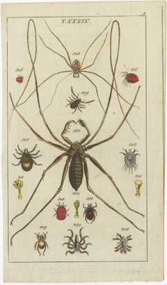 Arachnid & Insect Engravings: Stunning Hand-Colored Natural History Art, 1832