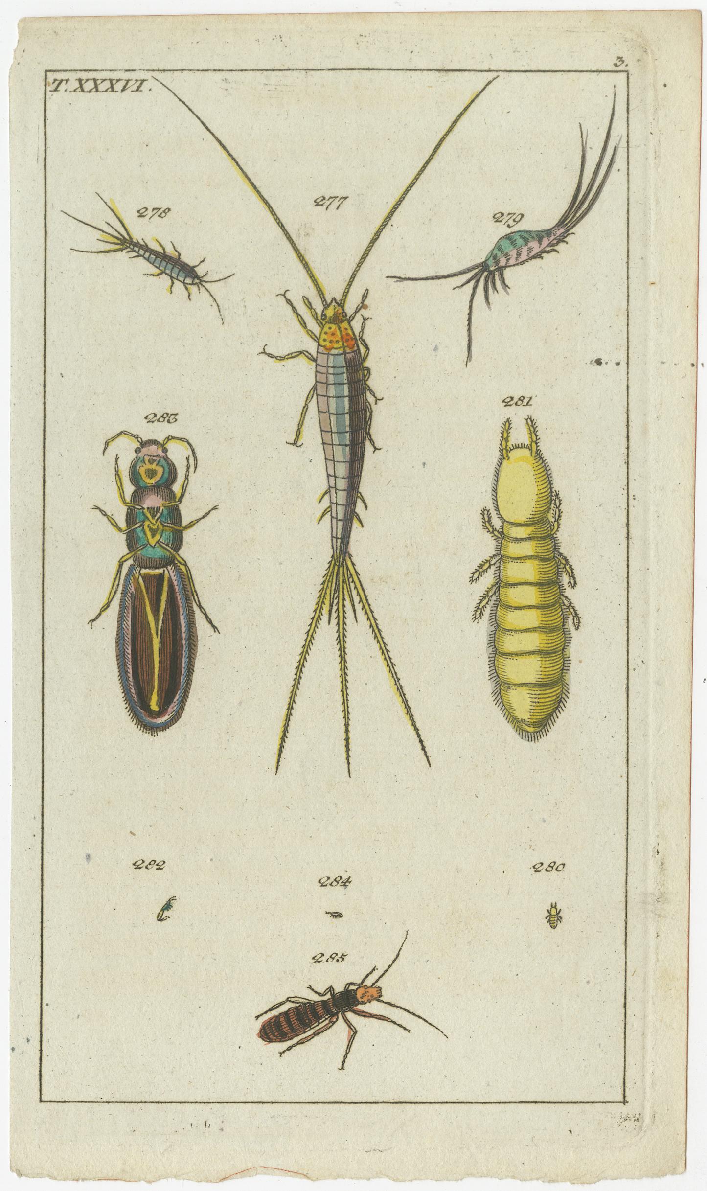 Metà XIX secolo Incisioni di aracnidi e insetti: Arte di Storia Naturale colorata a mano, 1832 in vendita