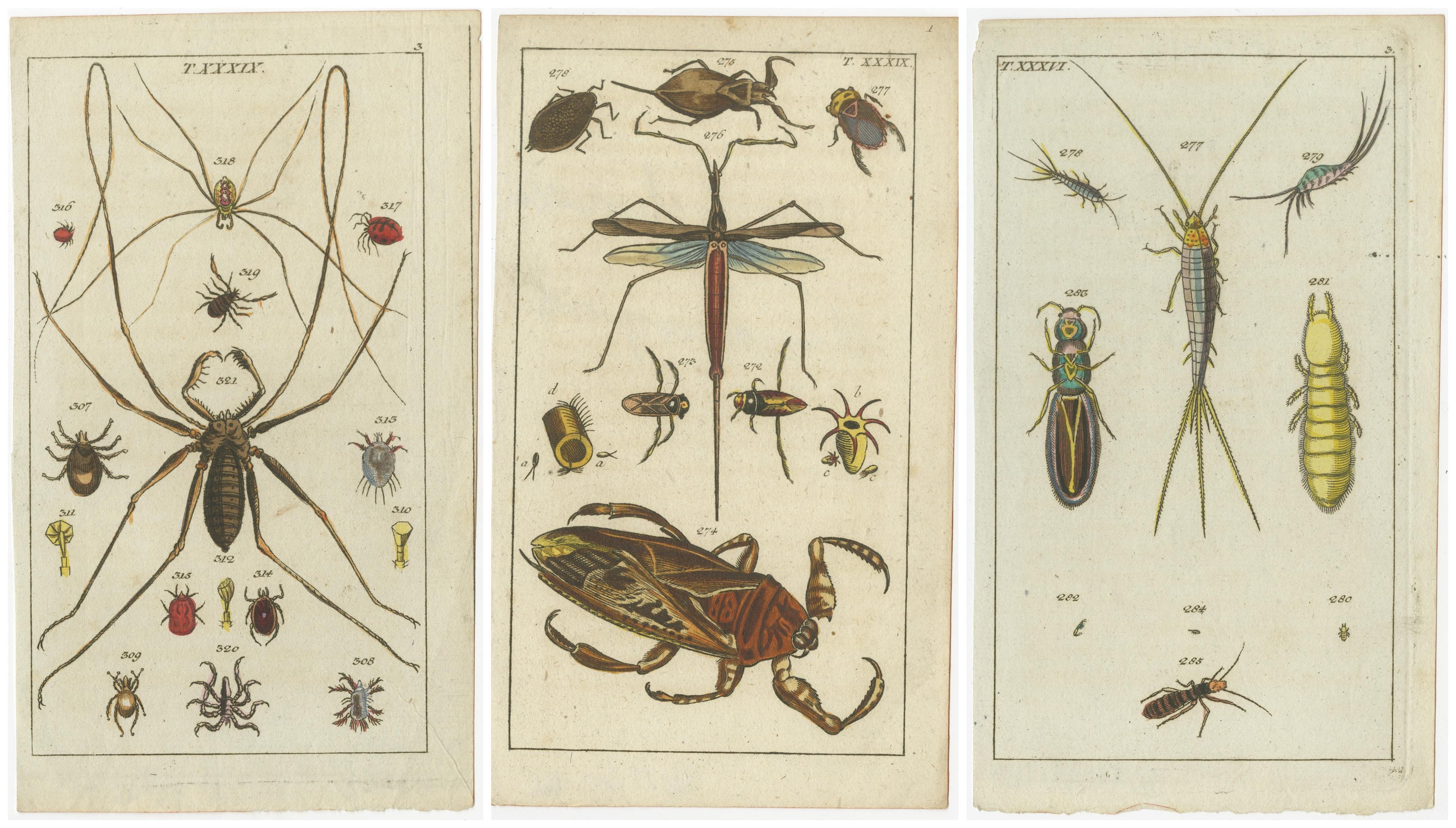 Carta Incisioni di aracnidi e insetti: Arte di Storia Naturale colorata a mano, 1832 in vendita