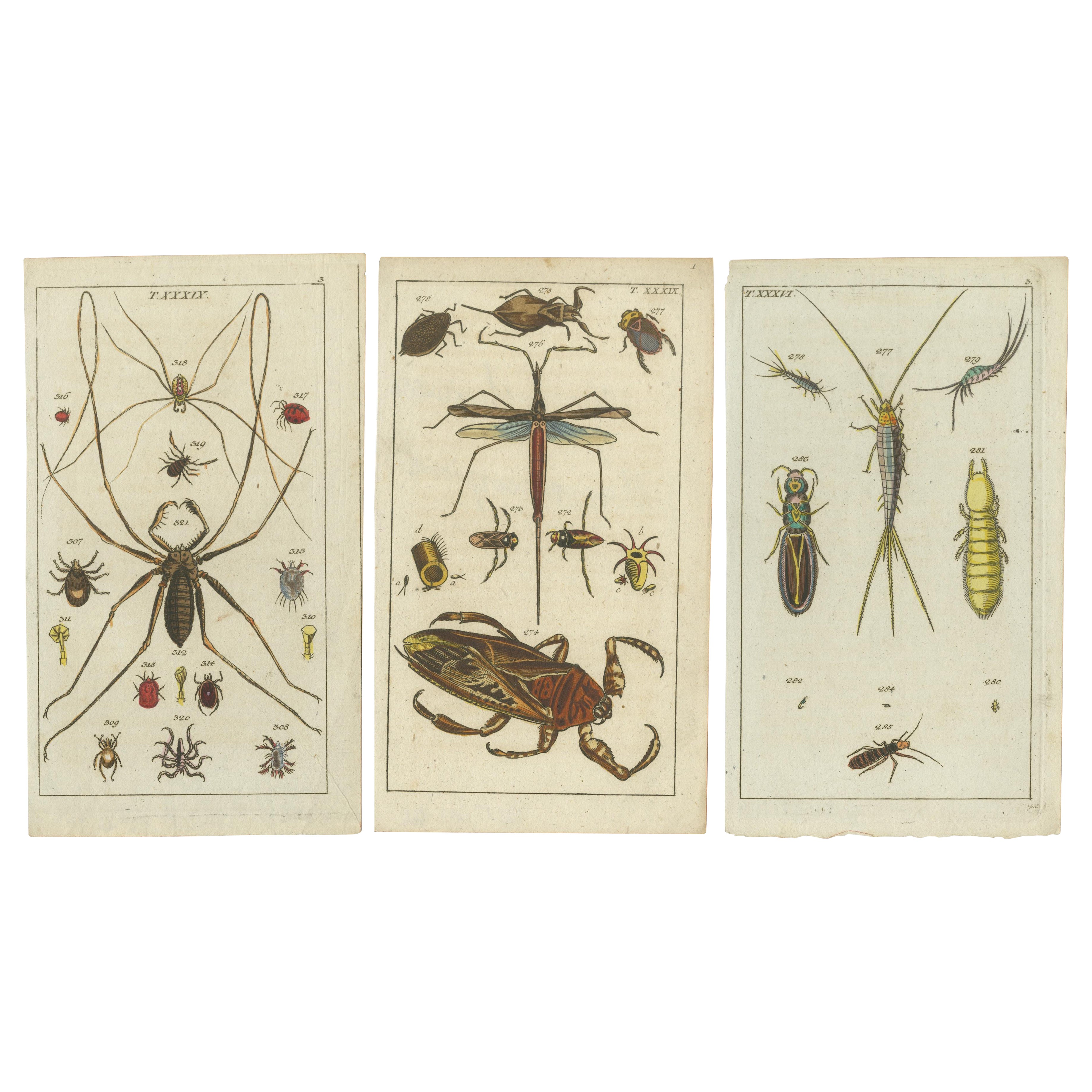 Arachnid & Insect Gravuren: Atemberaubende handkolorierte Kunst der Naturgeschichte, 1832