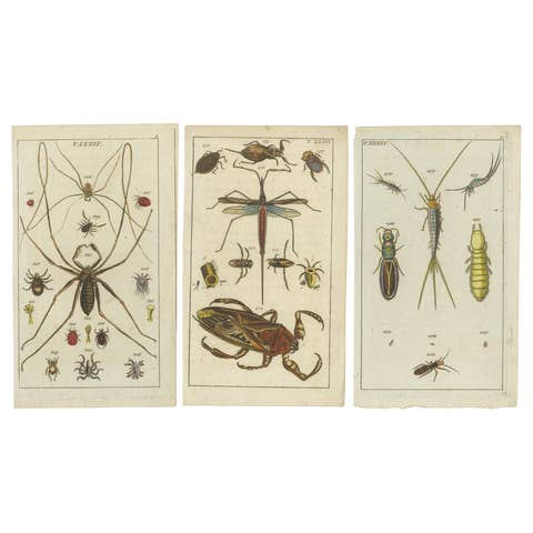 Arachnid & Insect Engravings: Stunning Hand-Colored Natural History Art, 1832