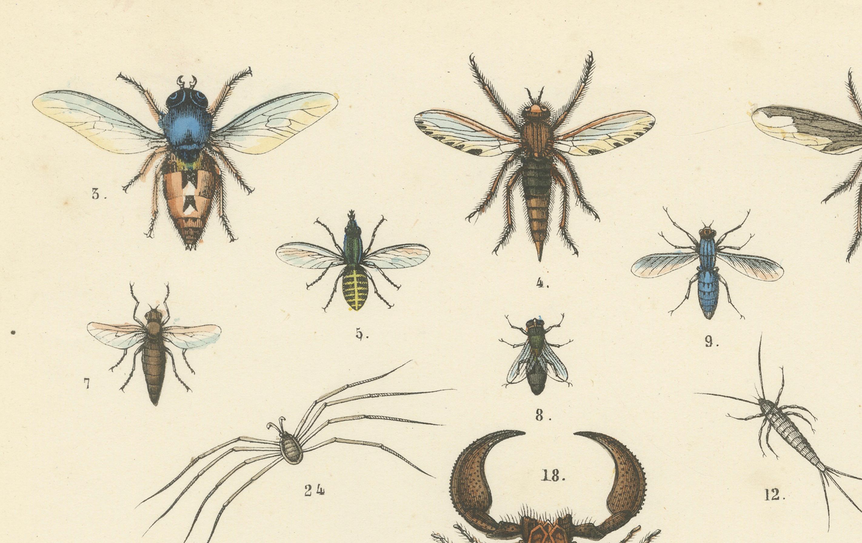 Arachnids & Insects Print: Spiders, Scorpion, Centipedes, Flies – Antique 1867 In Good Condition For Sale In Langweer, NL