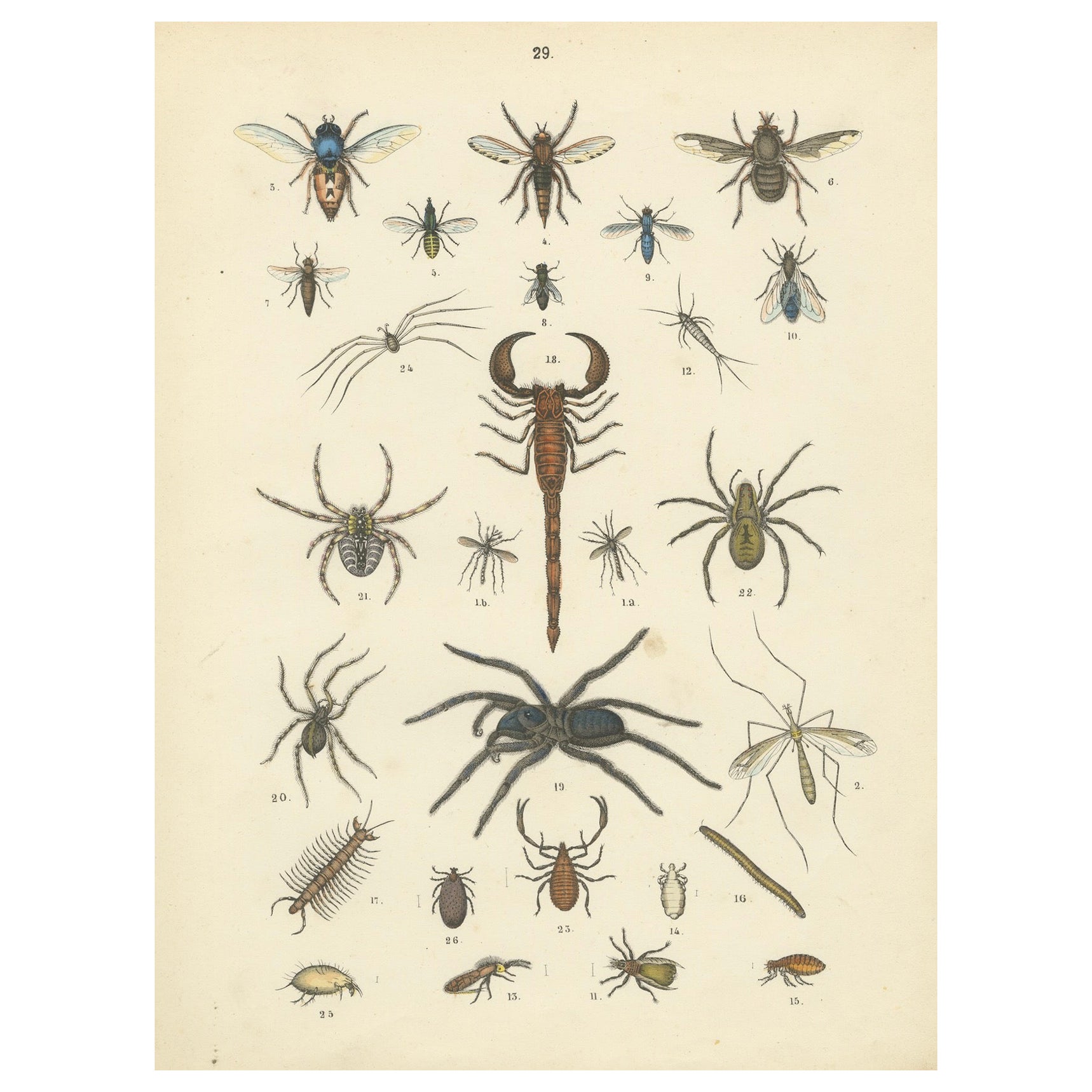 Arachnids & Insects Print: Spiders, Scorpion, Centipedes, Flies – Antique 1867 For Sale