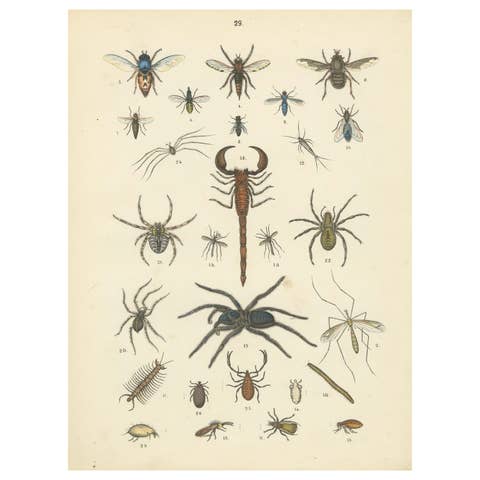 Arachnids & Insects Print: Spiders, Scorpion, Centipedes, Flies – Antique 1867