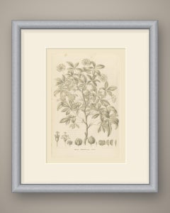 Aralia Pentaphylla Shrub with Flower and Fruit Details Lithograph, 1858