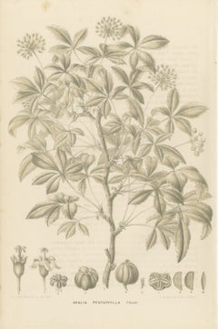 Aralia Pentaphylla Shrub with Flower and Fruit Details Lithograph, 1858
