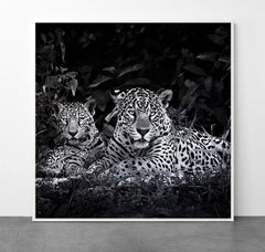 Araquém Alcãntara - Jaguarete #16, Brasil