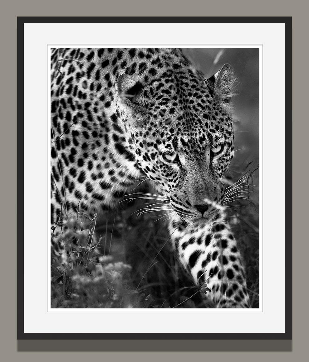 Araquém Alcãntara - Leopard, Tanzania, Africa - Print by Araquém Alcântara