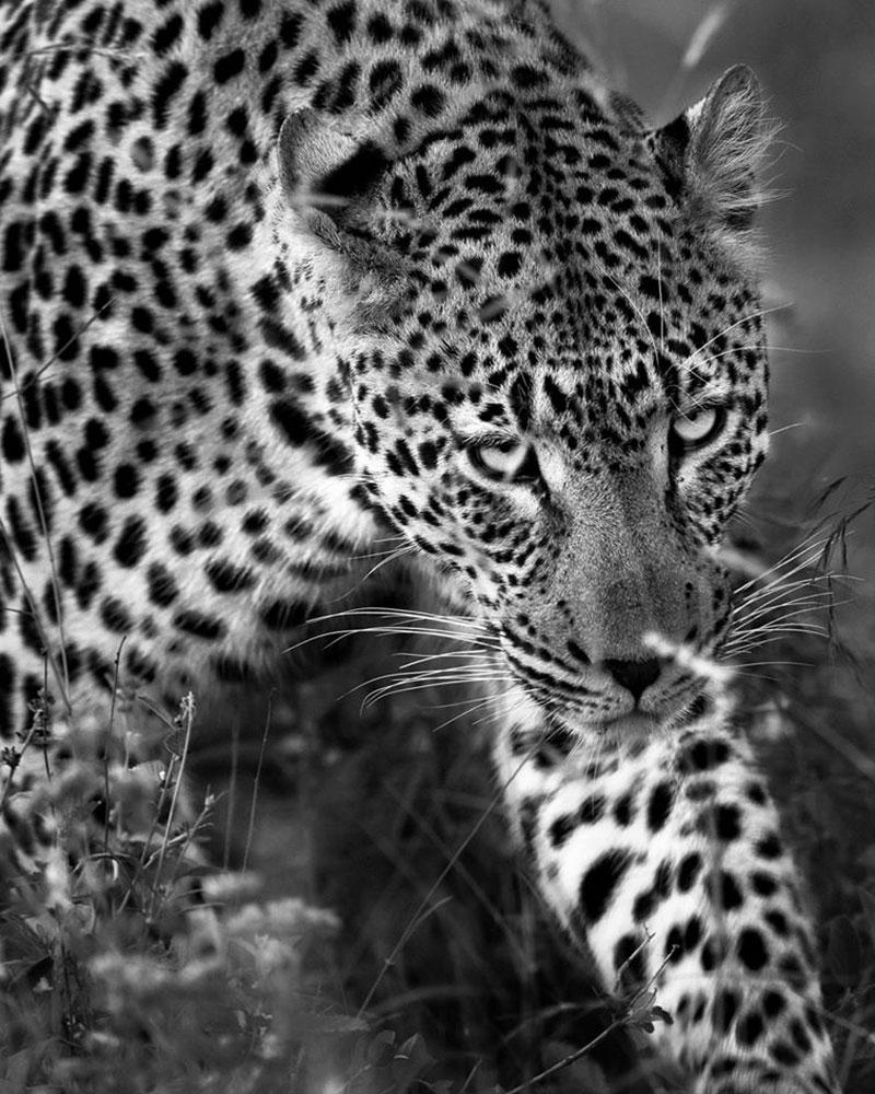 Araquém Alcântara Landscape Print - Araquém Alcãntara - Leopard, Tanzania, Africa