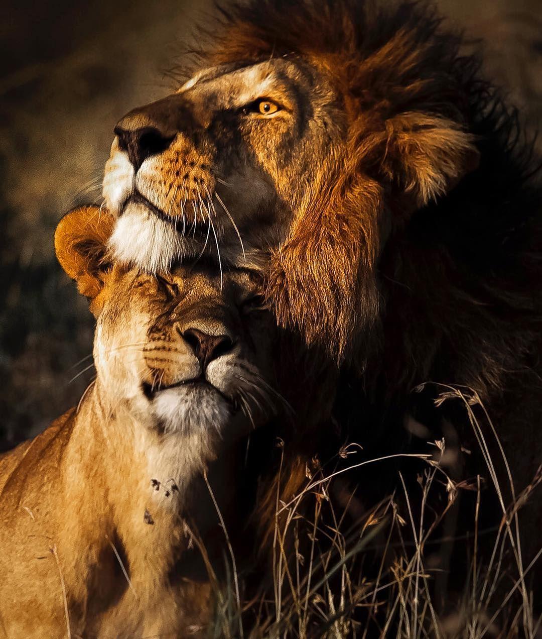 Araquém Alcãntara - Lion and lioness II, Tanzania, Africa