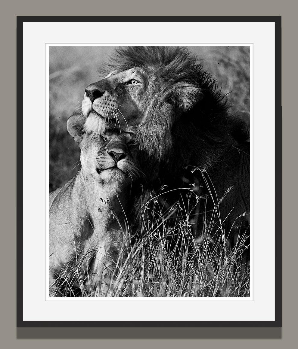 Araquém Alcãntara - Lion et lionne, Tanzanie, Afrique - Contemporain Photograph par Araquém Alcântara