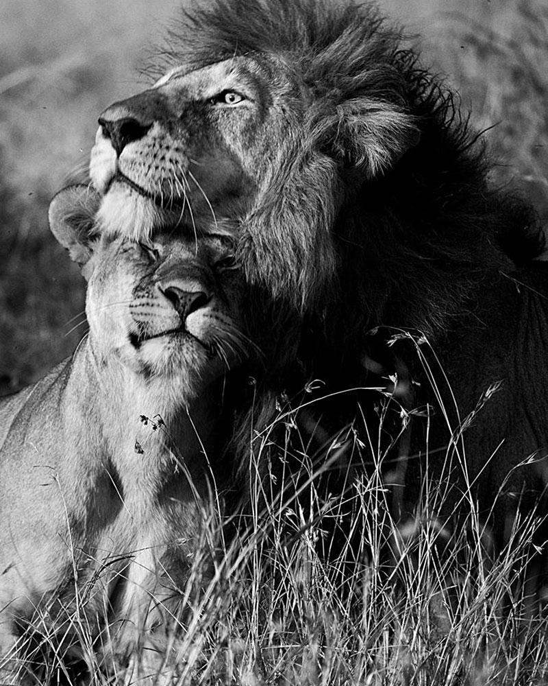 Araquém Alcântara Black and White Photograph - Araquém Alcãntara - Lion and lioness, Tanzania, Africa
