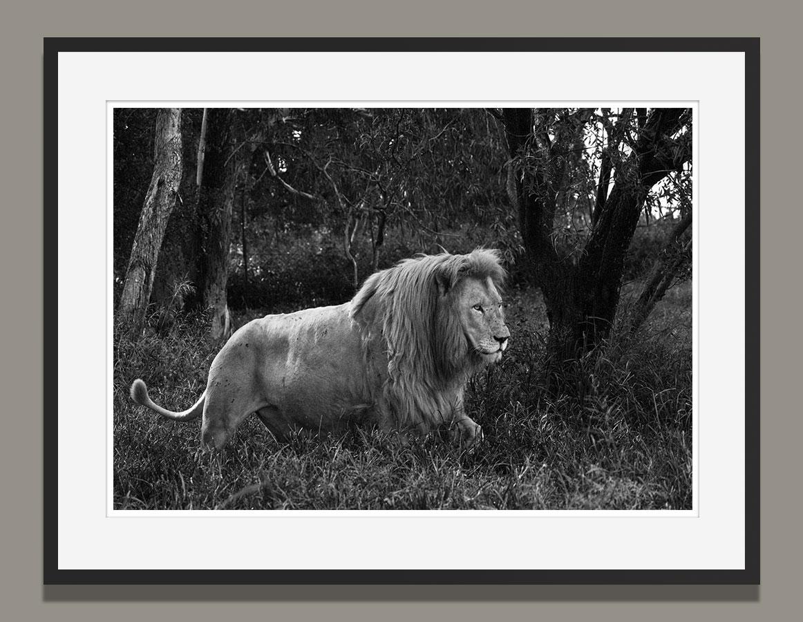 Araquem Alcantara - Lion, Tanzania, Africa - Wildlife Black and White Photograph For Sale 1