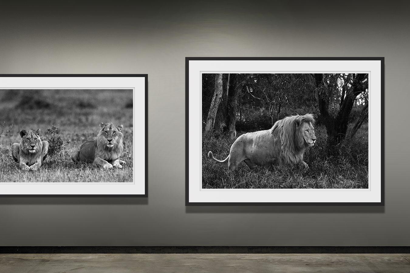 Araquem Alcantara - Lion, Tanzania, Africa - Wildlife Black and White Photograph For Sale 2