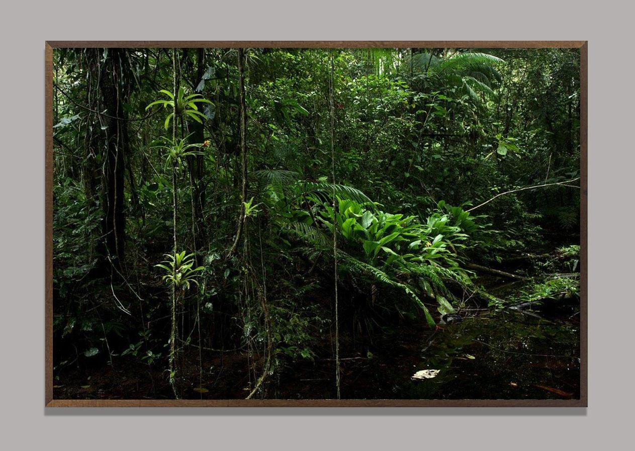 Forest Atlantic, Sao Joaquim, Urubici, Santa Catarina, Brésil - Photograph de Araquém Alcântara