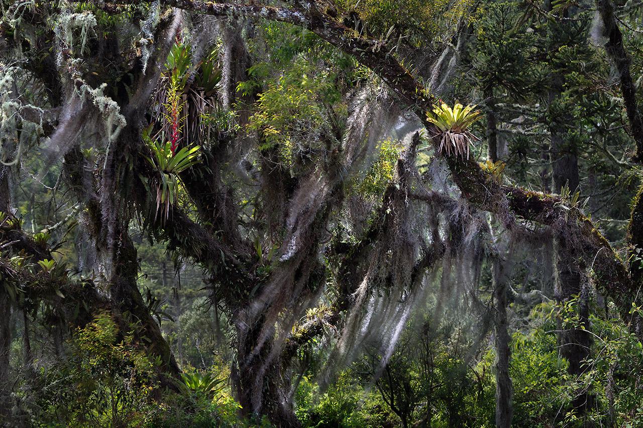 Color Photograph de Araquém Alcântara - Selva Atlántica, Sao Joaquim, Urubici, Santa Catarina, Brasil