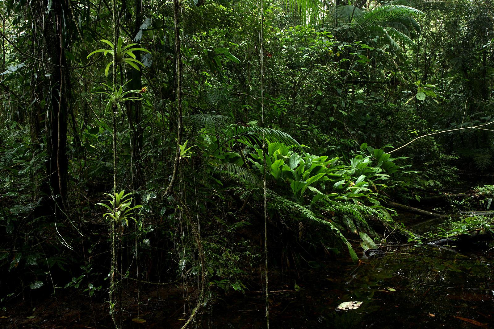 Landscape Photograph Araquém Alcântara - Forêt tropicale tropicale, Sao Miguel Arcanjo, Brésil