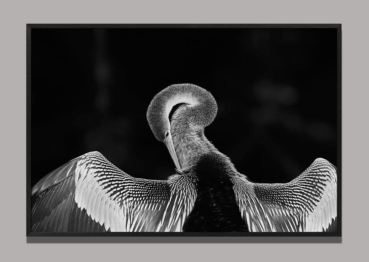 Biguatinga 1, Pantanal (Brazilian Birds) - Photograph by Araquém Alcântara