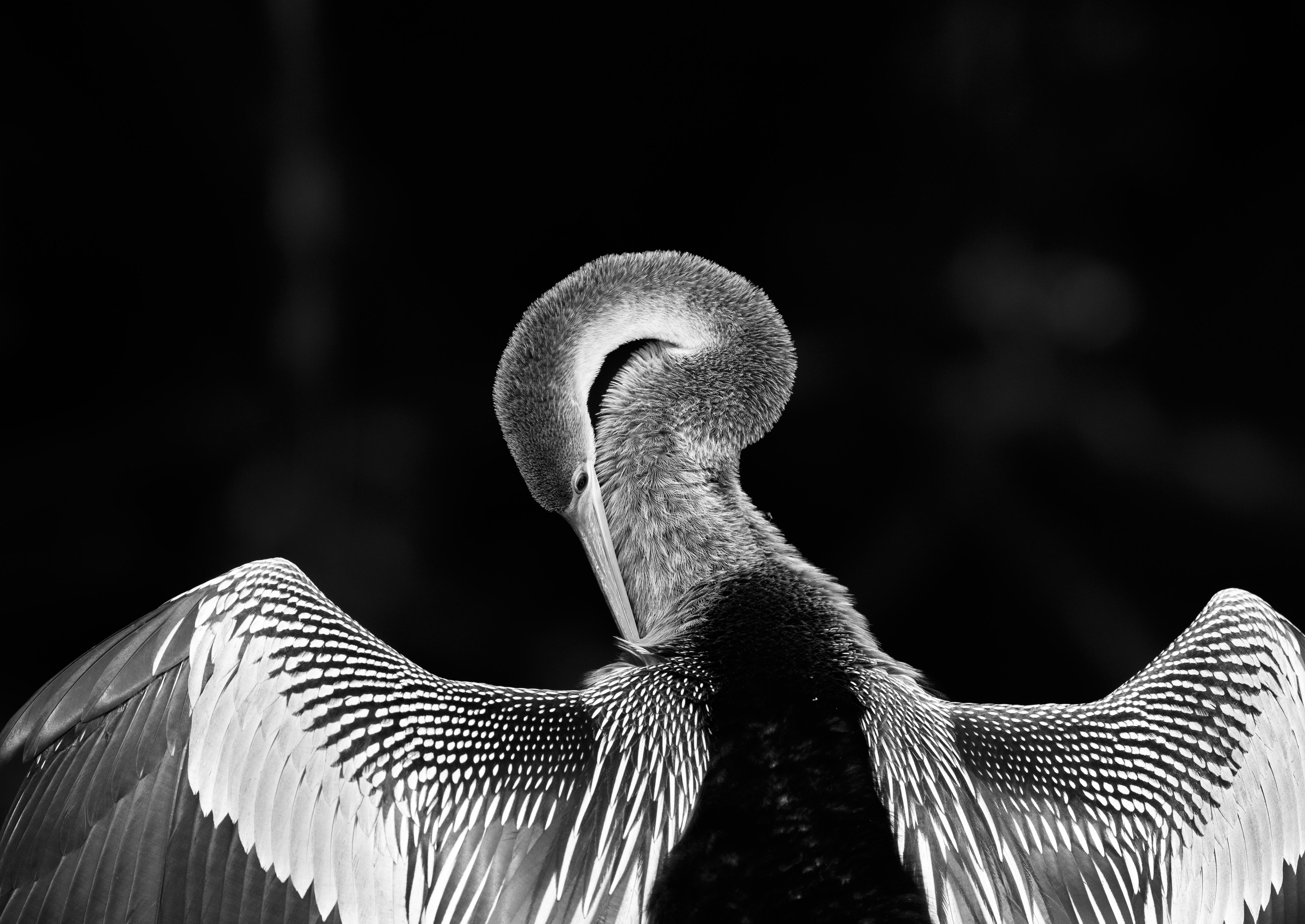 Araquém Alcântara Black and White Photograph - Biguatinga 1, Pantanal (Brazilian Birds)