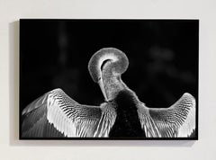 Biguatinga 1, Pantanal, Mato Grosso Do Sul, Brazil