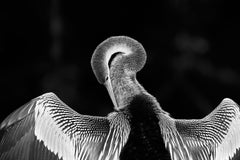 Biguatinga 1, Pantanal, Mato Grosso Do Sul, Brazil