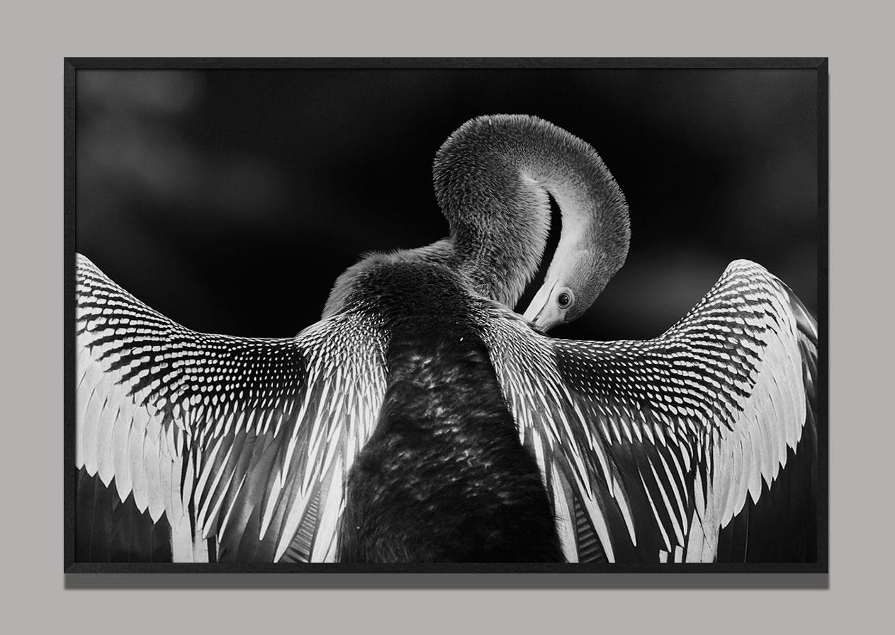 Biguatinga 2, Pantanal (Brazilian Birds) - Photograph by Araquém Alcântara