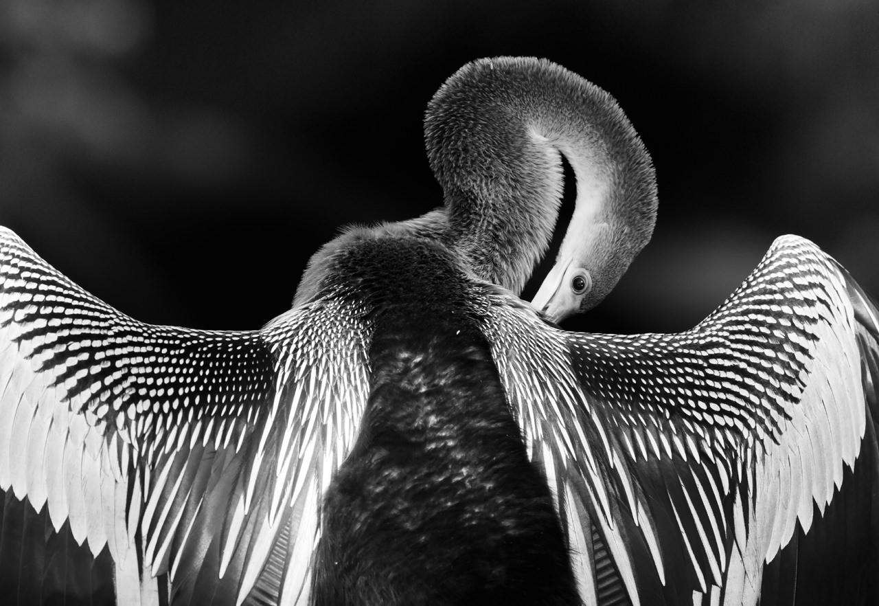 Biguatinga II, Pantanal, Mato Grosso do Sul, Brazilian Bird