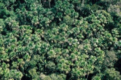 Campinarana, Rio Negro, Amazonas, Brasilien