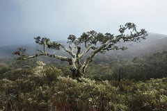 Campos De Altitude, Nationalpark Serra da Bocaina, Brasilien