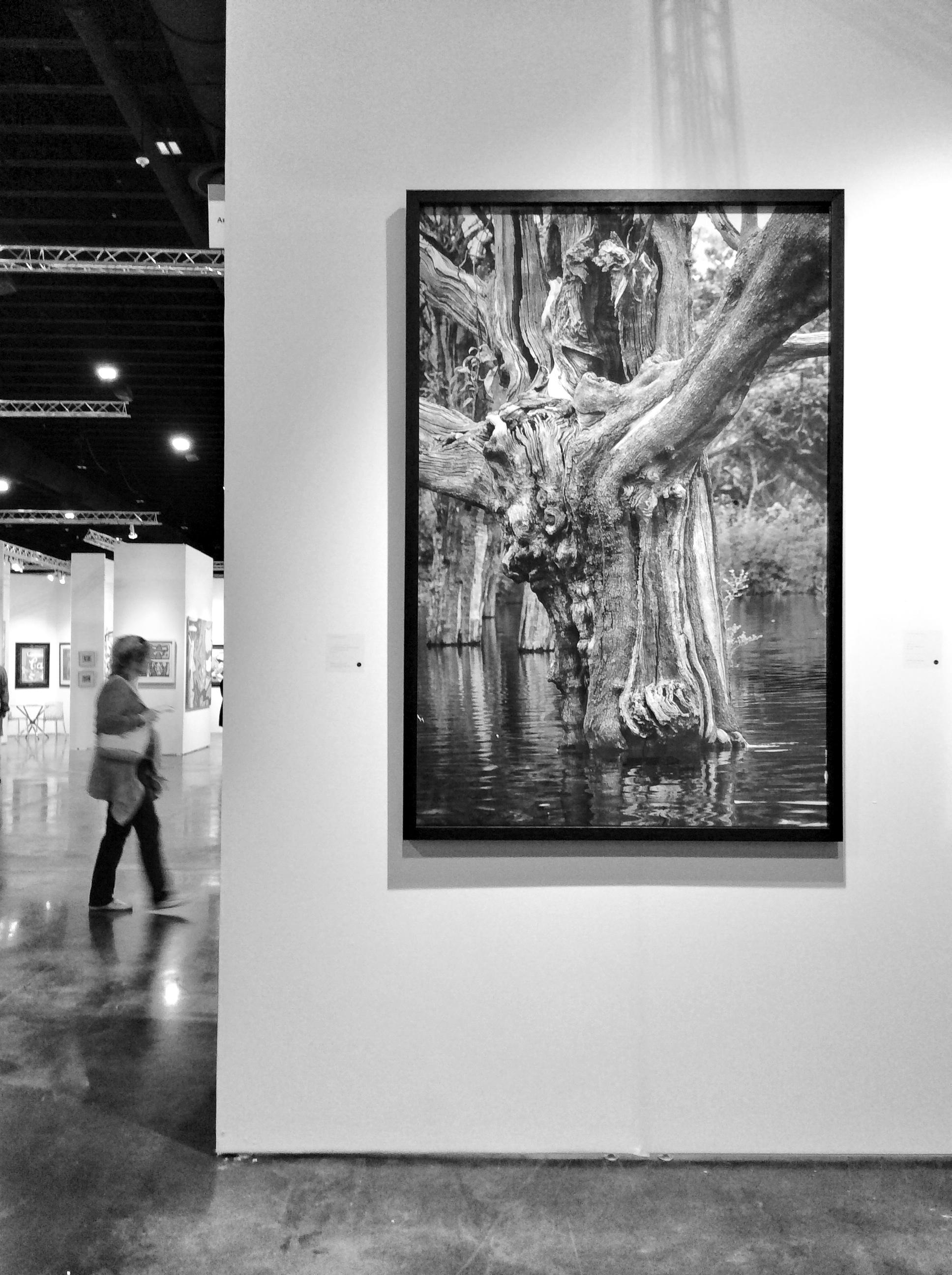 Carabinane Tree II, Jau National Park, The Amazon, Brazil - Print by Araquém Alcântara