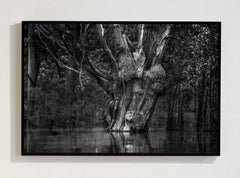 Carabinane Tree, Parque Nacional Do Jau, Amazon